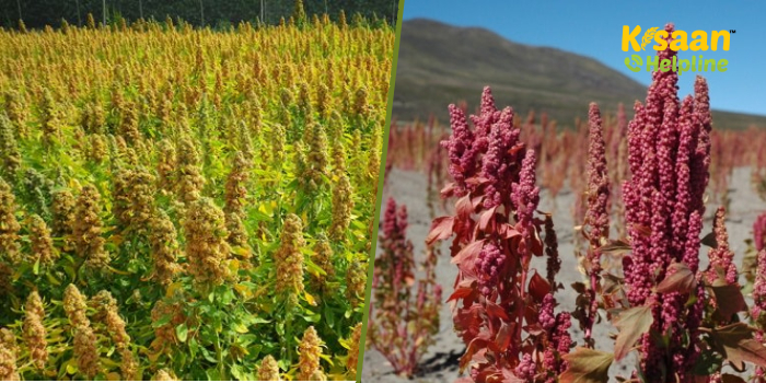 क्विनोआ खेती की सम्पूर्ण जानकारी, जानिए क्विनोआ की उन्नत खेती करने का तरीका